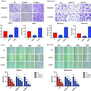 Lamb Promotes Pancreatic Ductal Adenocarcinoma Pdac Cell Migration