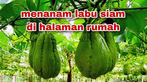 Menanam Labu Siam Di Halaman Rumah Youtube