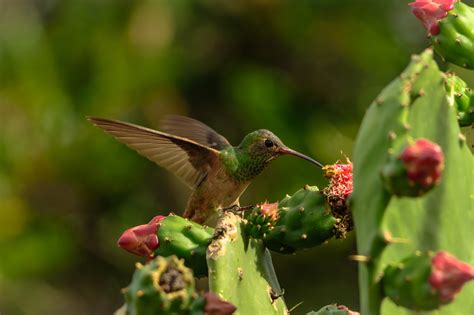 Close-Up Photography of Hummingbird · Free Stock Photo