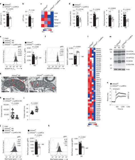 Perk Activity Is Essential For Metabolic Reprogramming In M2