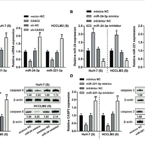 LncRNA CASC2 Regulates Caspase 8 And Caspase 3 By Targeting