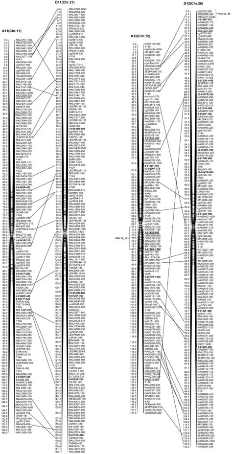 The Newly Updated Genetic Map For A11 D11 And A12 D12 Homoeologous