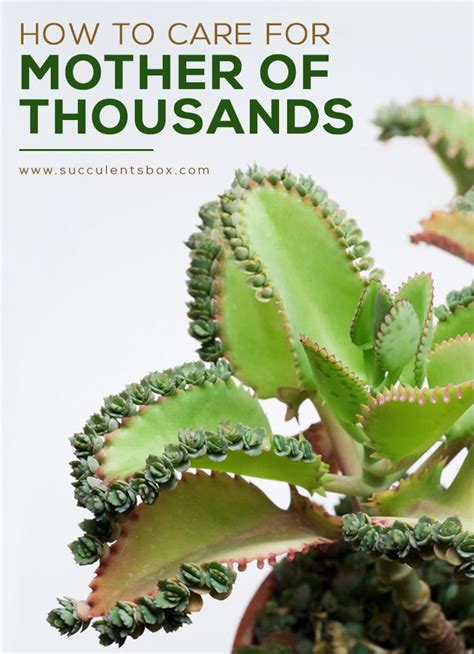 How To Grow And Care For Mother Of Thousands Kalanchoe Succulent