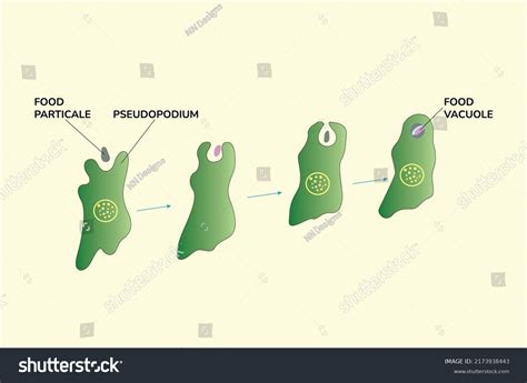 Vacuole Eukaryotic Cell Process Phagocytosis Vector Stok Vektör