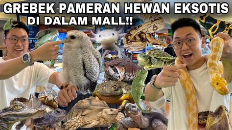 GREBEK PAMERAN HEWAN HEWAN UNIK LANGKA DAN EKSOTIS DI DALAM MALL