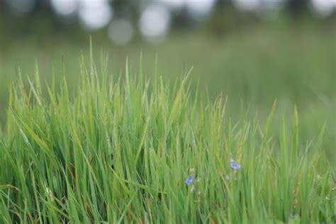 Green grass background 11930533 Stock Photo at Vecteezy