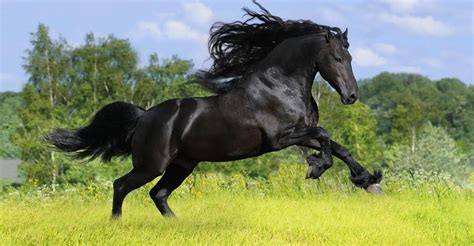 Raça De Cavalos Puro Sangue Inglês Características E Fotos Mundo