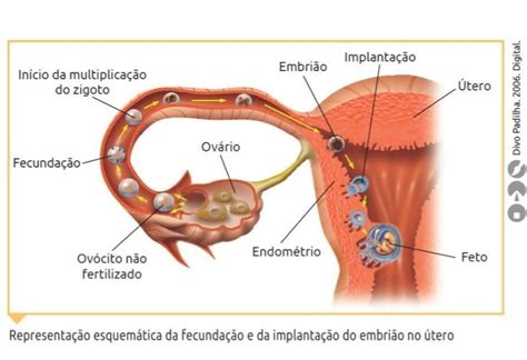 A Fecundação Ocorre No Útero - Explique a fecundação com base na imagem ao lado? (Ciências) - brainly ...
