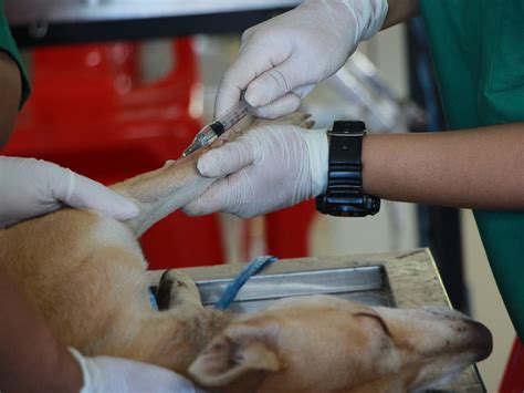 how to prevent uti in dogs