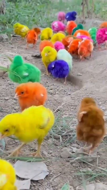 Colourfull Chicks🐥♥️😍 Shorts Youtubeshorts Fun Chicks Youtube