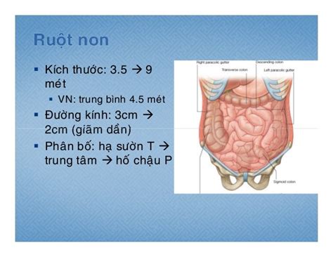 Giải Phẩu Ruột Non Ruột Già Yds