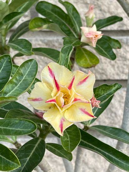 35 Stunning Types of Desert Rose Varieties | Balcony Garden Web