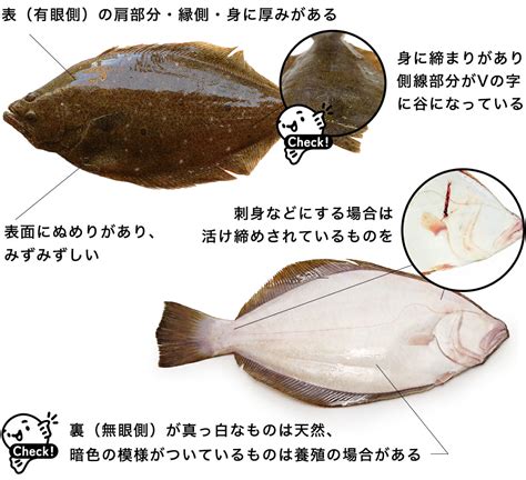 ヒラメ【平目・鮃】旬・選び方、生態や特徴、おすすめ料理を解説