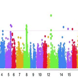 Manhattan Plots Showing The Location Of Significant Snps And Log P