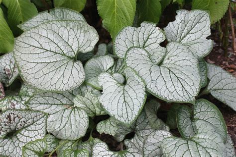 10 Of The Best Variegated Plants Garden Housecalls