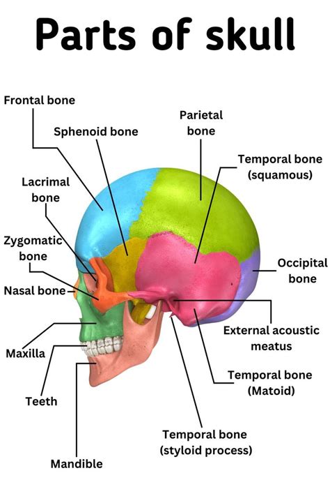 Parts of Skull Names in English - Skull Anatomy - Learn English ...