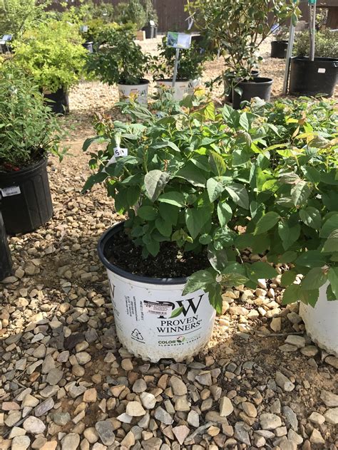 Proven Winner Spiraea japonica DOUBLE PLAY® BLUE KAZOO® PP26655 PW® CC