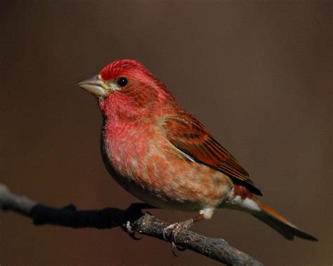 Purple Finch Facts, Behavior, Care as Pets, Pictures