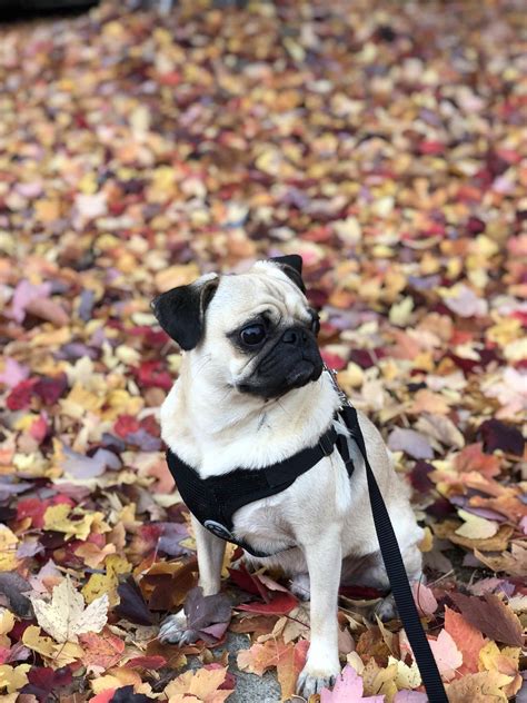 Fall has come! (x-post r/pugs) : r/pug