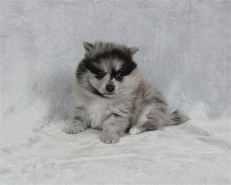 Szpic Miniaturowy Pomeranian Piesek Blue Merle Koszyce Wielkie Olx Pl