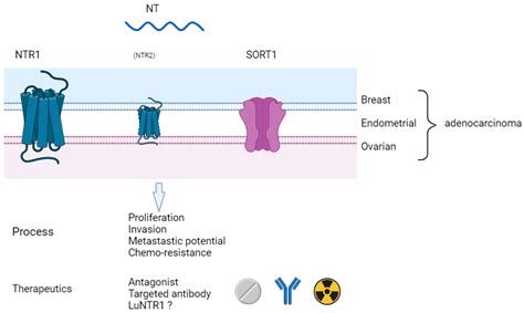 Neurotensin And Its Involvement In Female Hormone Sensitive Cancers