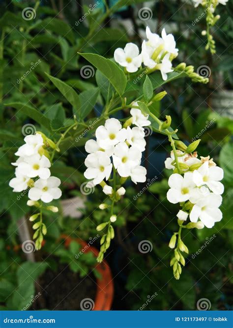 Duranta Erecta Is A Species Of Flowering Shrub In The Verbena Family
