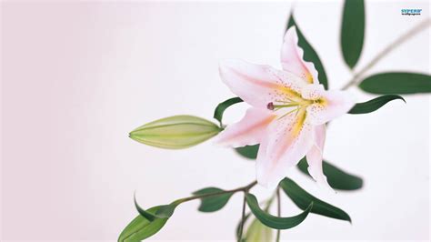 Lily Wallpaper (63+ images)