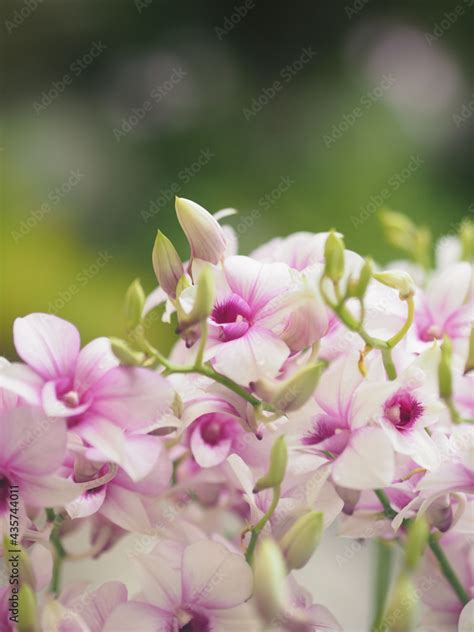 Purple Orchids Dendrobium Lindley Orchidaceae Dendrobium Phalaenopsis