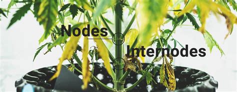 Cannabis Plant Anatomy: Nodes And Internodes - RQS Blog