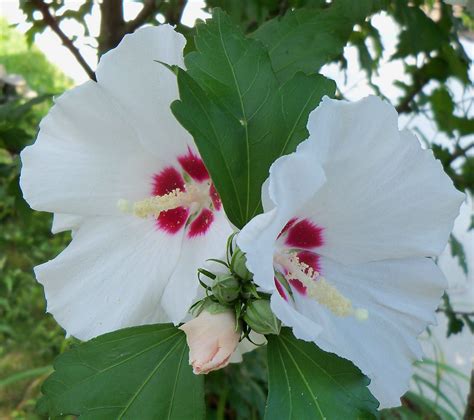 List Pictures Pictures Of Rose Of Sharon Bushes Sharp