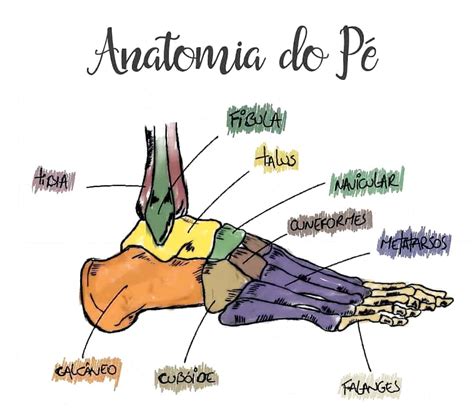 Anatomia Do P Anatomia I