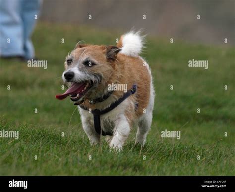 Dog With Tongue Sticking Out High Resolution Stock Photography and ...