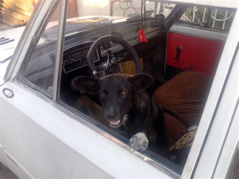 FUCK you CLEARENS Lada 21013 1 2 л 1981 года тюнинг DRIVE2