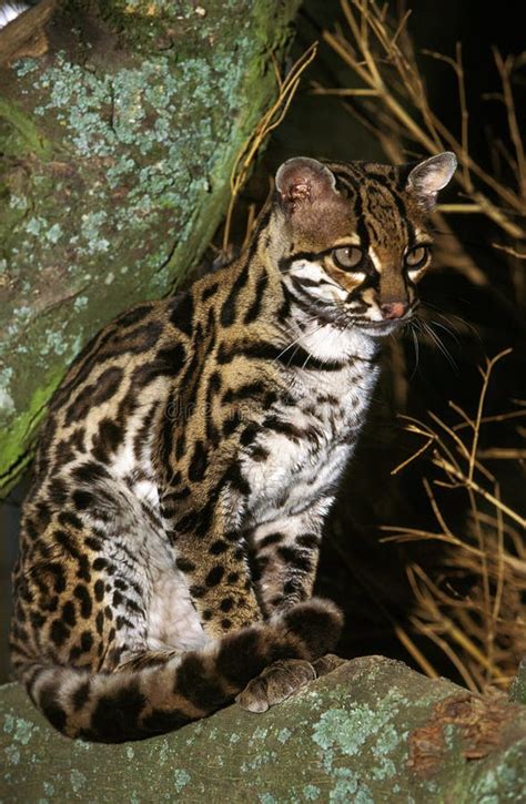 Margay Cat Leopardus Wiedi Mother Carrying Cub Stock Image Image Of