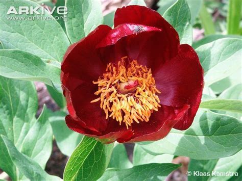 Paeonia Parnassica Alchetron The Free Social Encyclopedia