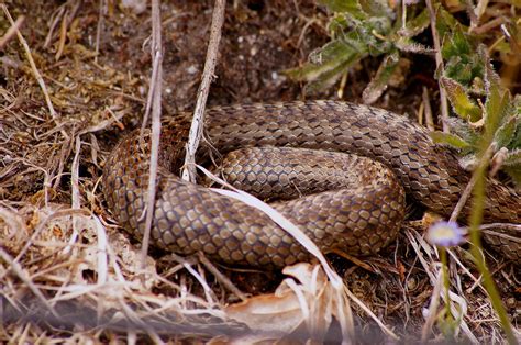 Free Picture Nature Rattlesnake Brown Snake Camouflage Viper