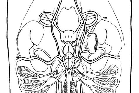 Thornback skate anatomy | Marie Ducom - Science Illustrator