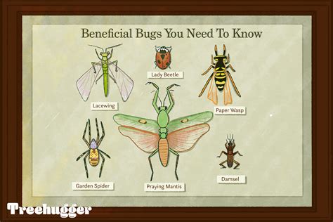 What You Need to Know About Beneficial Bugs