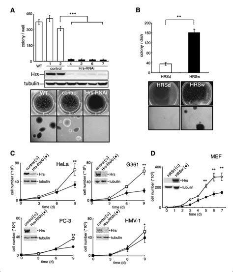 Suppression Of Hrs Expression By SiRNA Inhibits Cell Proliferation And