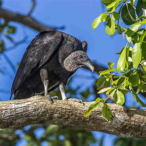 Albino Crows: Meaning, Symbolism, And Myths