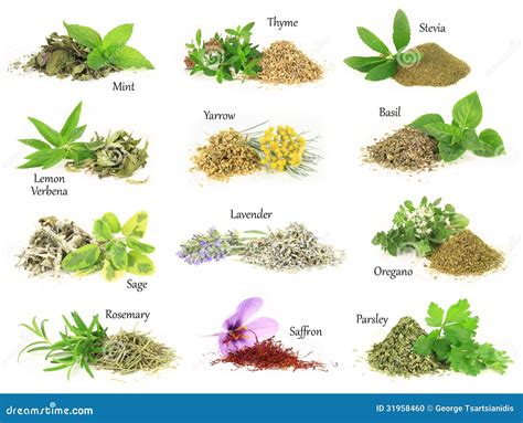 Fresh And Dry Aromatic Herbs Stock Photo Image Of Herbs Parsley