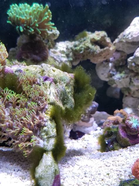 How To Remove Green Hair Algae Reef2reef