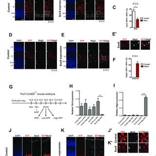 Conditional Sox9 expression in BPs of embryonic mouse neocortex ... 