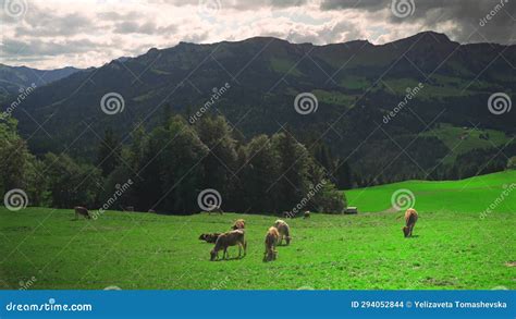 Cows Grazing In Altitude On An Alpine Meadow In Germany Region Of