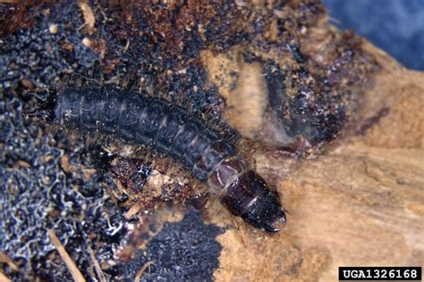checkered beetle (family Cleridae), (Coleoptera: Cleridae) - 1326168