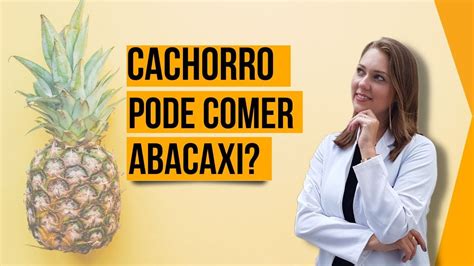 Cães podem comer abacaxi Cão pode comer abacaxi Abacaxi faz mal