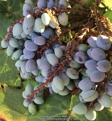 Barberries: Plant Care and Collection of Varieties - Garden.org