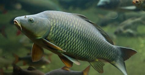 Carp Animal Pictures | A-Z Animals