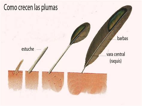 Clasificacion De Las Aves Desde Hace Millones De A Os Ppt