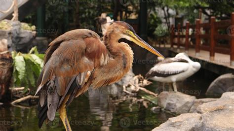 Red Heron Bird 45899038 Stock Photo at Vecteezy